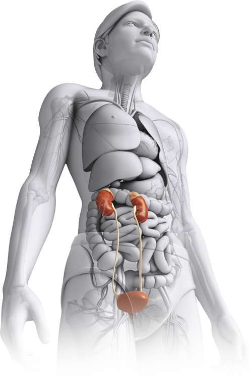 Kidney Diseases